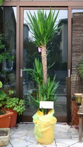 yucca